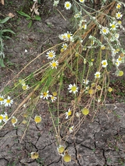 Tripleurospermum inodorum