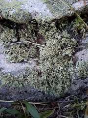 Xanthoparmelia wyomingica