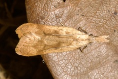 Dichomeris derasella