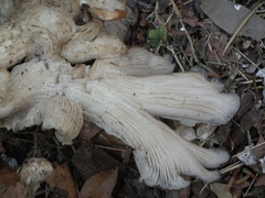 Pleurotus ostreatus
