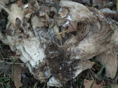 Pleurotus ostreatus