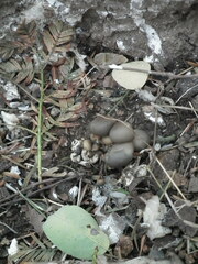 Pleurotus ostreatus
