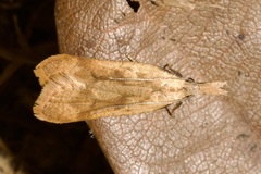 Dichomeris derasella
