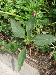 Cyclachaena xanthiifolia