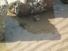 Gobiiformes