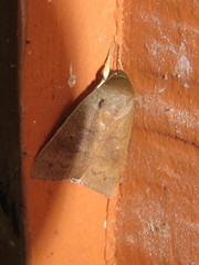 Calymera sabulosa