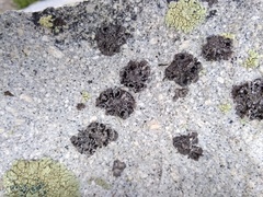 Umbilicaria virginis