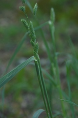 Dactylis glomerata glomerata