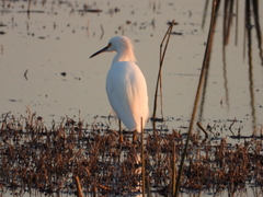 Egretta thula