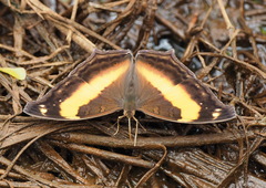 Yoma sabina podium