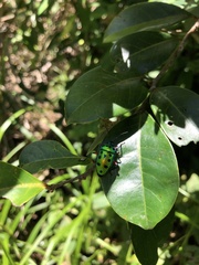 Calliphara excellens