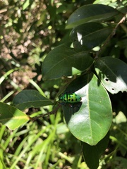 Calliphara excellens