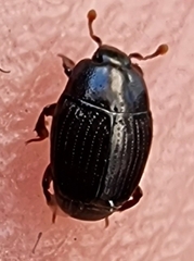 Carcinops pumilio