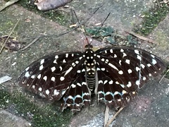 Lexias dirtea merguia