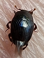 Carcinops pumilio