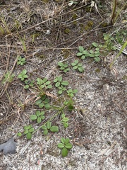 Tephrosia chrysophylla