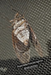 Graptopsaltria nigrofuscata