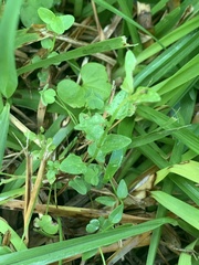 Scutellaria racemosa