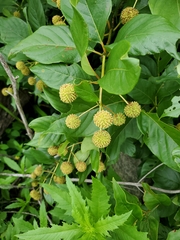 Cephalanthus occidentalis