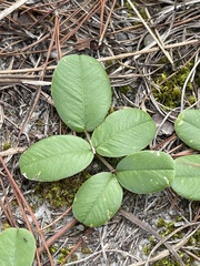 Tephrosia chrysophylla