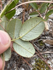 Tephrosia chrysophylla