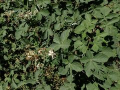Rubus obtusatus