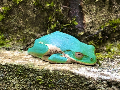 Small-eared Tree Frog