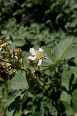 Rubus obtusatus