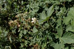 Rubus obtusatus