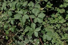 Rubus obtusatus