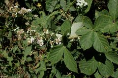 Rubus obtusatus
