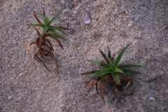 Cyperus pedunculatus