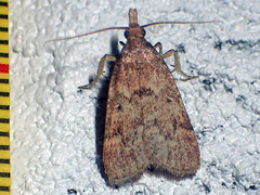 Aglossa electalis