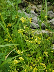 Lysimachia quadriflora