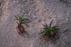Cyperus pedunculatus