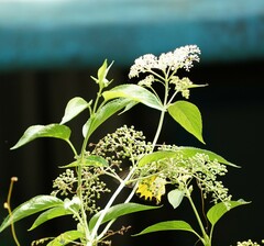Sambucus javanica