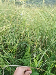 Polemonium caeruleum