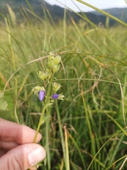 Polemonium caeruleum