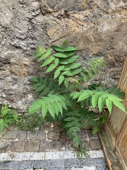 Ailanthus altissima