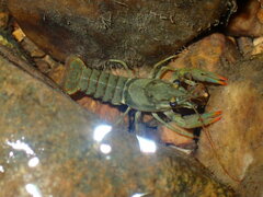 Faxonius punctimanus