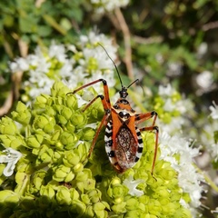 Rhynocoris punctiventris
