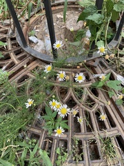 Tripleurospermum inodorum