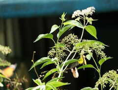 Sambucus javanica