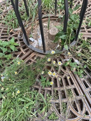 Tripleurospermum inodorum