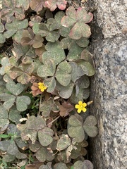 Oxalis corniculata