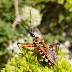 Rhynocoris punctiventris