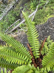 Polystichum munitum × scopulinum