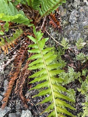 Polystichum munitum × scopulinum