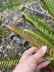 Polystichum munitum × scopulinum