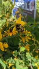 Bombus impatiens